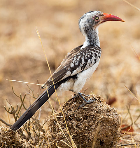 Red-billed Hornbill